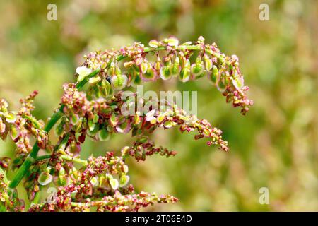 Sorrel comune (rumex acetosa), primo piano che mostra le capsule di semi alati appese alla pianta dopo la morte dei fiori. Foto Stock