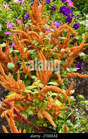 Splendidi fiori di amaranto gialli in un colorato giardino estivo. Amaranthus. Fiori gialli succosi. Foto Stock