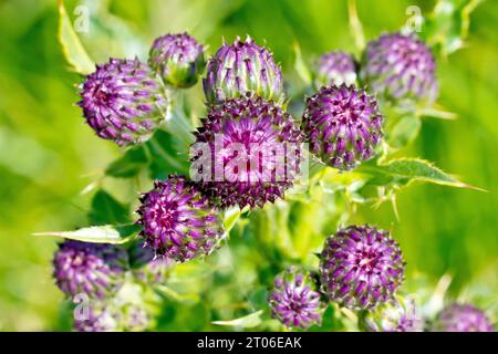 Cardo strisciante (cirsium arvense), primo piano di un gruppo di boccioli non aperti. Foto Stock