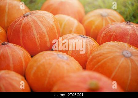 Zucche d'arancia mature. Le zucche giacciono sull'erba. Mietitura. Foto Stock