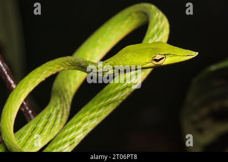 Il nasello di Whipsnake dal naso lungo (Ahaetulla nasuta) Foto Stock