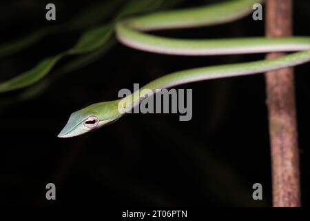 Il nasello di Whipsnake dal naso lungo (Ahaetulla nasuta) Foto Stock