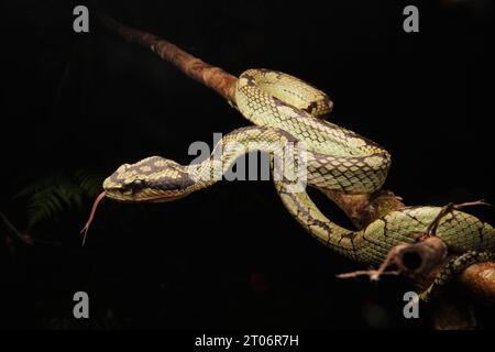 Vipera verde dello Sri Lanka (Craspedocephalus trigonocephalus) Foto Stock