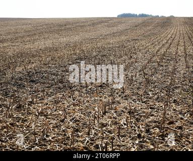 Un campo dopo la coltura di soia raccolta. Foto Stock