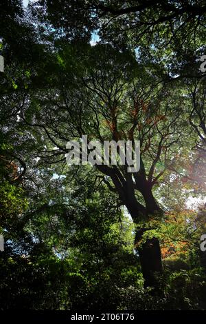 Foresta sempreverde autunnale con una miscela di alberi con foglie colorate Foto Stock