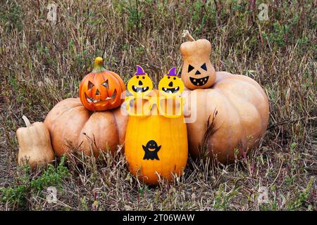 gruppo di zucche grandi e piccole in campo. Le zucche sono decorate per festeggiare Halloween. Raccolta autunnale di zucche mature organiche. Foto Stock