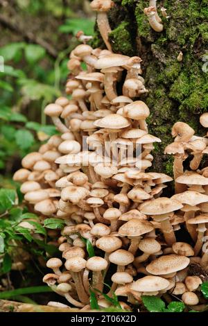 Un grande gruppo di funghi miele cresce sull'albero nella foresta. Funghi commestibili dell'Armillaria mellea. Foto Stock