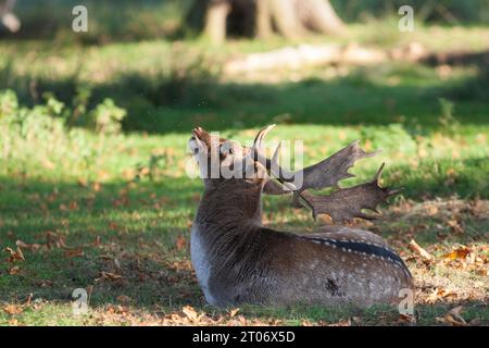 Cervi scampi che scuotono via le ronzanti mosche nel sole autunnale al Dunham Massey Deer Park, Cheshire Foto Stock