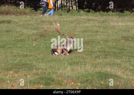 Giovani cervi da caccia al Dunham Massey Park con persone che camminano accanto Foto Stock