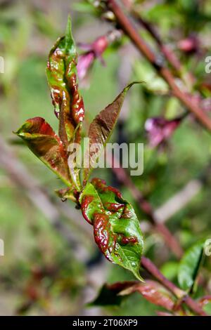 Arricciamento delle foglie della malattia di Peach Tree. Malattia fungina Taphrina deformans colpito albero da frutto in giardino. le foglie di albero sono macchiate, attorcigliate e ondulate. Selettivo Foto Stock