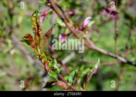 Arricciamento delle foglie della malattia di Peach Tree. Malattia fungina Taphrina deformans colpito albero da frutto in giardino. le foglie di albero sono macchiate, attorcigliate e ondulate. Selettivo Foto Stock