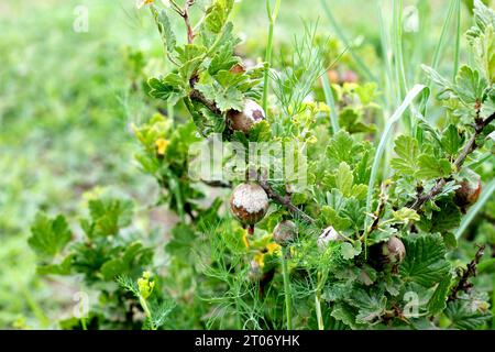 Muffa polverosa sui frutti di bosco. I frutti di bosco sono ricoperti di fiori bianchi. Non adatto per il cibo. Perdita di coltura di uva spina. Natura. Foto Stock