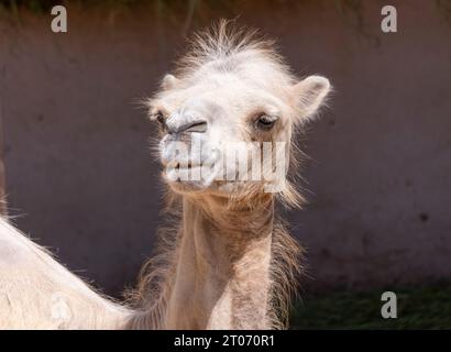 Ritratto di un grazioso due-humped camel appoggiato nell'ombra. Foto Stock