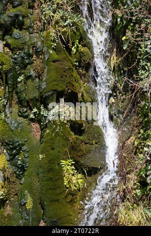 Il muro è pieno di vegetazione di colore verde e acqua Foto Stock