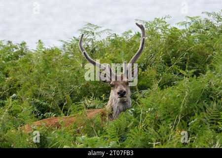 Stalking a Red Deer Stag (Cervus elaphus) ad Applecross, Wester Ross, Ross and Cromarty, Highland Scotland, Regno Unito Foto Stock