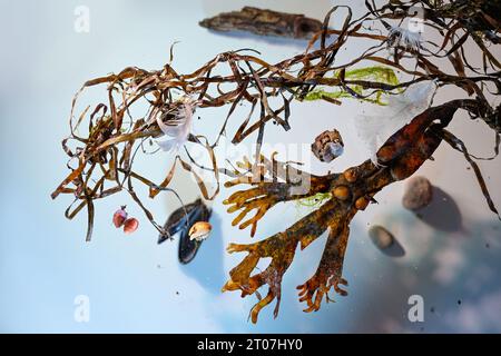 Alghe marine, conchiglie di mitili, sabbia e altri trefoli disposti su sfondo azzurro, concetto di protezione ambientale della vita marina e della oc Foto Stock