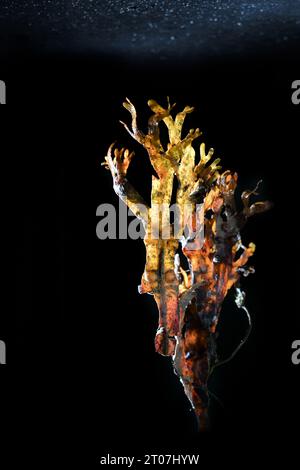 Involucro della vescica (Fucus vesiculosus) retroilluminato su sfondo nero sotto la superficie dell'acqua, spazio di copia, fuoco selezionato, profondità di campo ridotta Foto Stock