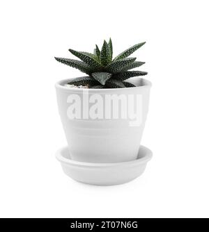 Bella pianta succulenta in vaso isolato su bianco Foto Stock