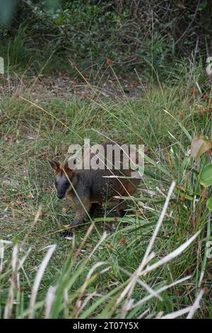 Wallaby palude, un marsupiale nativo australiano, noto anche come wallaby nero, nascosto dietro una lunga erba nella baia di byron, nel nuovo galles del Sud, australia Foto Stock