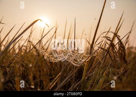 Gocciolate sulle reti di ragno in una risaia la mattina d'inverno. Jashore, Bangladesh. Foto Stock