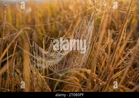 Gocciolate sulle reti di ragno in una risaia la mattina d'inverno. Jashore, Bangladesh. Foto Stock