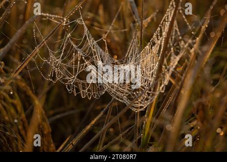 Gocciolate sulle reti di ragno in una risaia la mattina d'inverno. Jashore, Bangladesh. Foto Stock