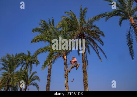 Un contadino che taglia un albero di datteri per raccogliere il succo di datteri nel villaggio di Jashore, Bangladesh. Foto Stock