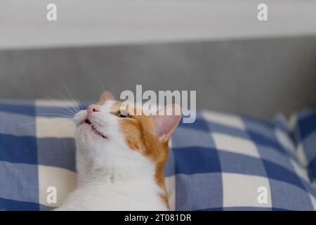 testa di gatto zenzero da vicino e guarda in alto nel letto Foto Stock