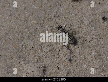 Eastern Beach Tiger Beetle (Habroscelimorpha dorsalis), Shackleford Banks, NC, USA Foto Stock