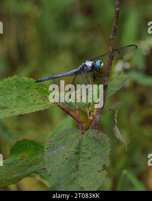 Great Blue Skimmer (Libellula Vibrans), Huntley Meadows, Virginia Foto Stock