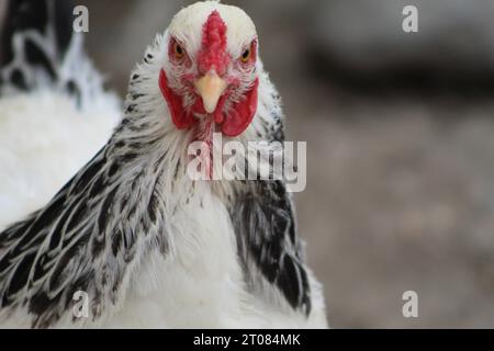 Brahma Chicken on Farm Foto Stock