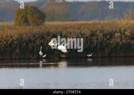 Grande egretta Ardea alba, 2 adulti che volano con un'altra, la piccola Egretta garzetta, 2 adulti e l'airone grigio Ardea cinerea, adulto al bordo della canna Foto Stock