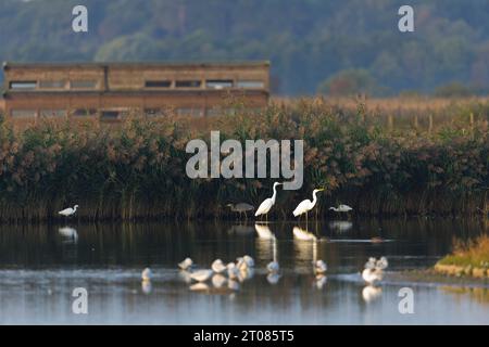 Grande egretto Ardea alba, 2 adulti, piccola Egretta garzetta, 2 adulti e l'airone grigio Ardea cinerea, un adulto in piedi sul bordo della canna Foto Stock