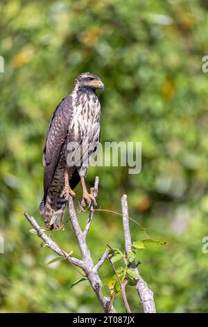 Il giovane falco nero comune (Buteogallus anthracinus) è un uccello preda della famiglia degli Accipitridae. fiume Rio Bebedero, parco nazionale del Palo Verde Wildli Foto Stock
