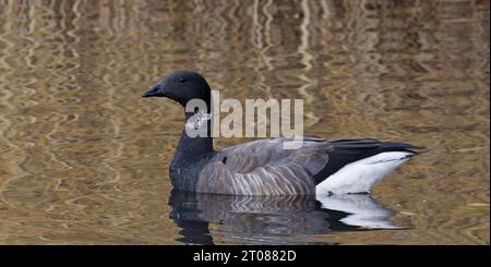 Brent Goose che nuota da vicino Foto Stock