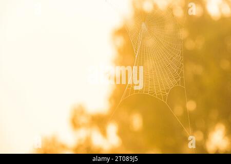 La ragnatela dorata brilla alla luce del sole, intricata e delicata. Foto Stock