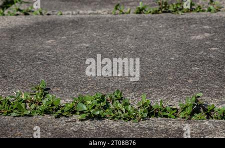 piante verdi germogliate in crepe nel calcestruzzo. Contesto sul tema dell'ecologia Foto Stock