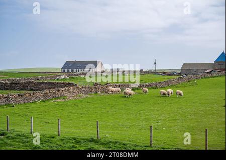 Pecore che pascolano accanto a una fattoria su un prato, Orcadi Island, Kirkwall, Scozia Foto Stock