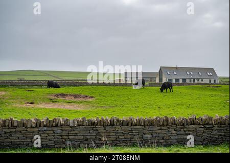 Mucche nere di fronte a una fattoria a Orkney Island che pascolano su un prato, vecchio muro di pietra di fronte, fattoria sullo sfondo, Kirkwall, Scozia Foto Stock