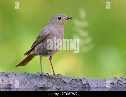 La femmina Black Redstart (phoenicurus ochruros) si trova sul ramo caduto con un ambiente di erba verde Foto Stock