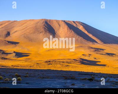 Alte vette e tipici grumi di erba a Laguna Colorada, nell'Altiplano boliviano meridionale Foto Stock