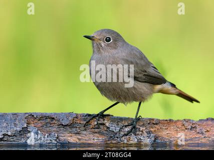 Black Redstart (phoenicurus ochruros) ripresa ravvicinata di un uccello arroccato sull'albero caduto nella stagione migratoria autunnale Foto Stock