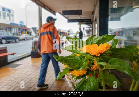 Girasoli in mostra all'esterno di un negozio di fiori. Persone che camminano sul marciapiede pedonale fuori dai negozi. Auckland. Foto Stock