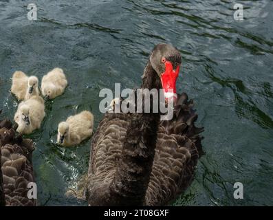 Madre cigno che nuota con il suo cygnet nel lago. Auckland. Foto Stock