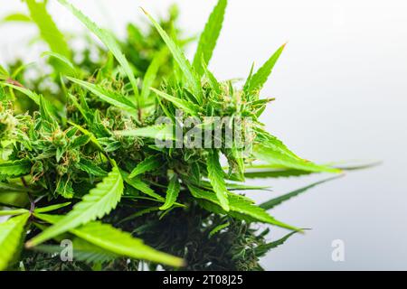 Marijuana Buds. Pianta di cannabis sul tavolo degli specchi. Foto Stock