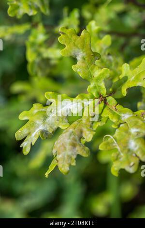 Foglie di quercia con fungo di muffa in polvere / patogeno delle foglie - probabilmente Erysiphe alphitoides. Ora autunnale comunemente vista. Concentratevi sulla macchia bianca intorno alle 9 Foto Stock