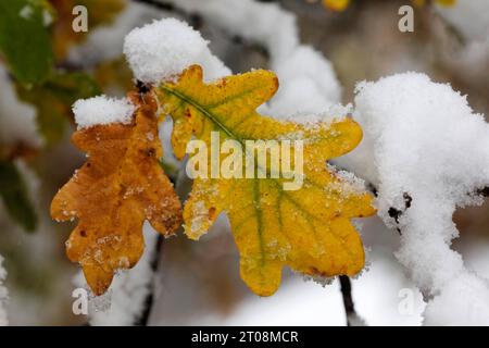 Neve in ottobre, inverno arriva troppo presto, le colorate foglie autunnali degli alberi contrastano con la neve, i capricci meteorologici, Stoccarda Foto Stock