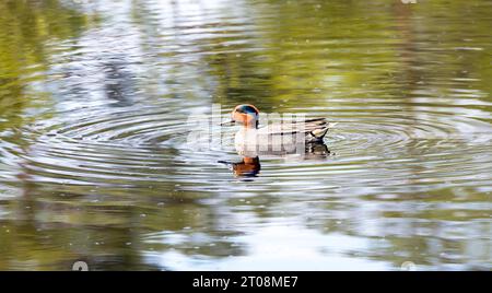 Acqua verde euroasiatica (Anas crecca), maschio, drake in abito da riproduzione nuoto nello stagno, riflessione, primavera, riserva naturale Pietzmoor, Lueneburg Heath Foto Stock