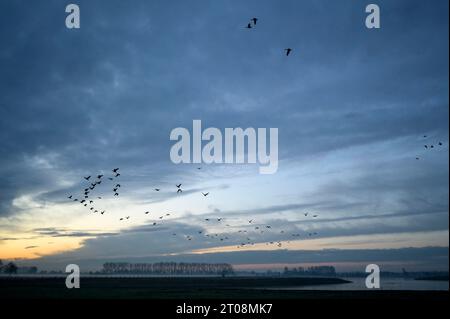 Greater White-fronted Goose (Anser albifrons), gruppo di oche che volano da Roost, all'alba, contro il cielo nuvoloso, Bislicher Insel NSG, basso Reno Foto Stock