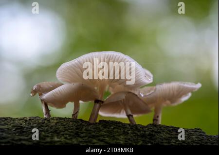 Rabarbaro melmoso di faggio, fungo di porcellana (Mucidula mucida), gruppo di funghi su tronco di faggio, Rotbach, Bottrop, zona della Ruhr, Renania settentrionale-Vestfalia, Germania Foto Stock